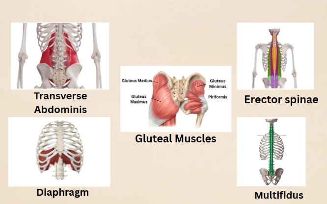 Core Strengthening Exercises For Low Back Pain Dr Mahmood Core Strengthening Exercises For Low Back Pain Dr Mahmood