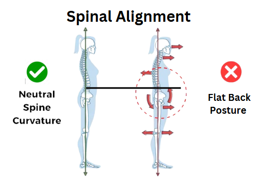 Spinal Posture and Alignment