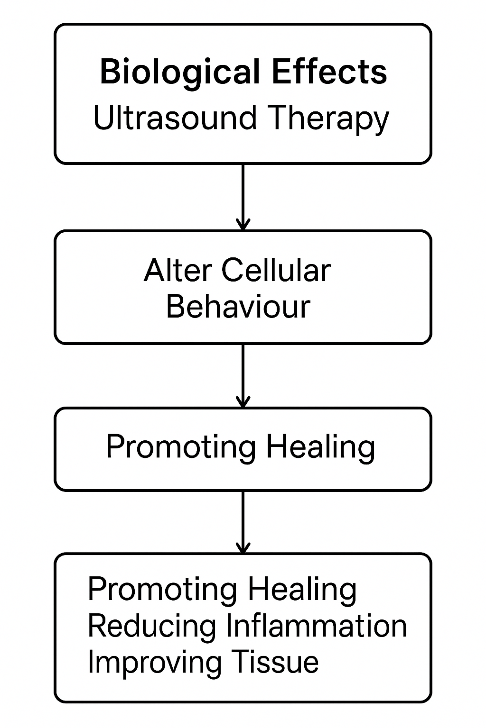 Biological Effects of Ultrasound Therapy