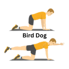 Bird-Dog Exercise