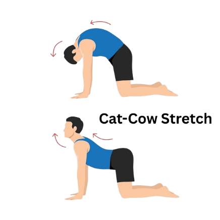 Cat-Cow Stretch