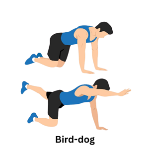 Bird dog