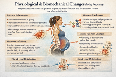 Physiological and Biomechanical changes during Pregnancy