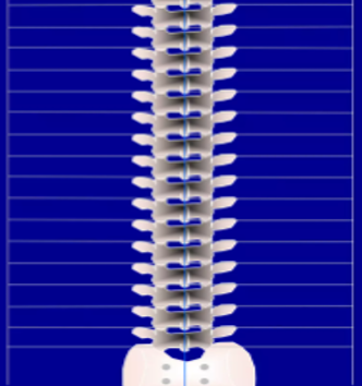 Spinal Biomechanics Normal Alignment