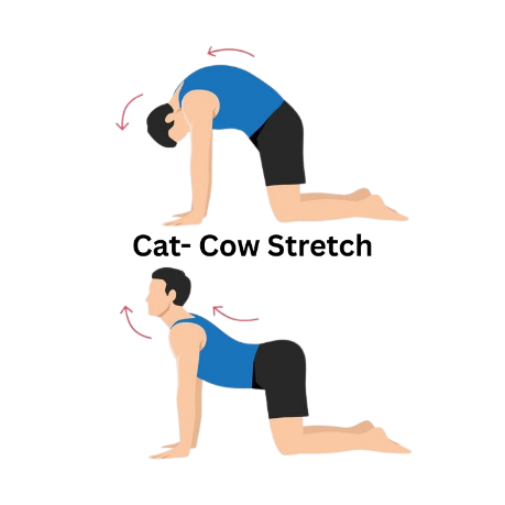 Cat-cow stretches